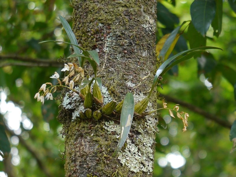 Coelogyne breviscapa, photographed by Dinesh Valke
