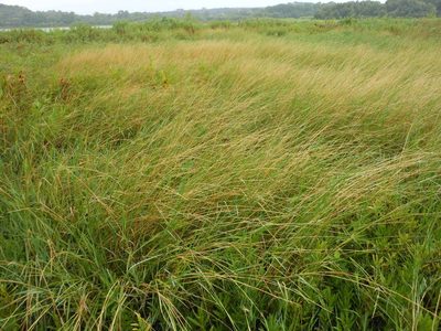 Setaria geminata, photographed by Sam Kieschnick