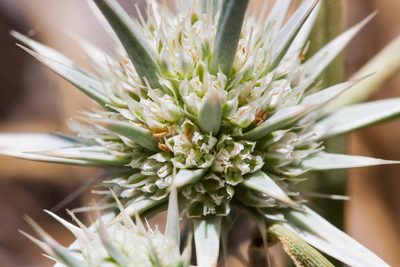 Eryngium aristulatum, photographed by Ken-ichi Ueda