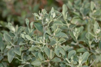 Chenopodium parabolicum, photographed by Andrew Allen