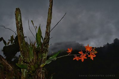 Prosthechea vitellina, photographed by David Cervantes Vlogs