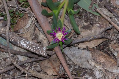 Carpobrotus modestus, photographed by Andrew Allen
