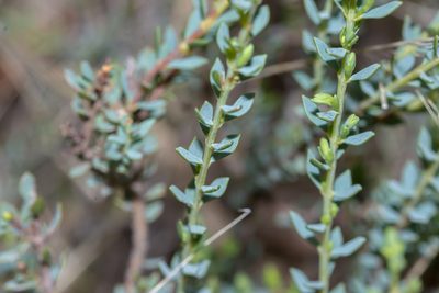Eutaxia diffusa, photographed by Andrew Allen