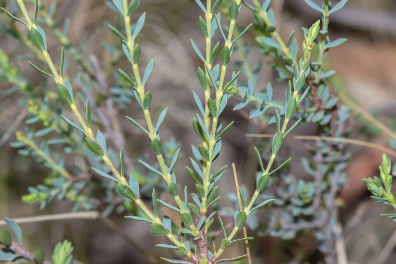 Eutaxia diffusa, photographed by Andrew Allen