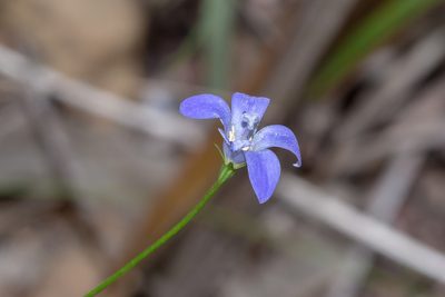 Wahlenbergia capillaris, photographed by Andrew Allen