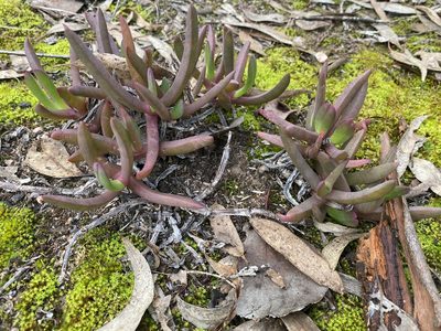 Carpobrotus modestus, photographed by Andrew Allen