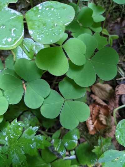 Oxalis trilliifolia, photographed by jonathan hunsberger