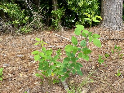 Desmodium laevigatum, photographed by Emily Summerbell