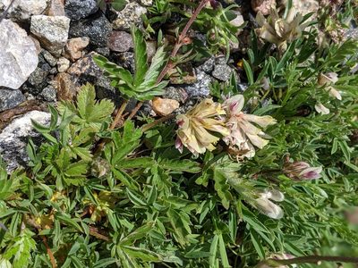 Trifolium dasyphyllum, photographed by Rachel Stringham