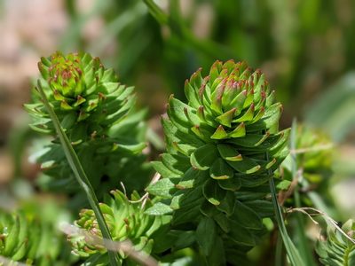 Rhodiola rhodantha, photographed by Rachel Stringham