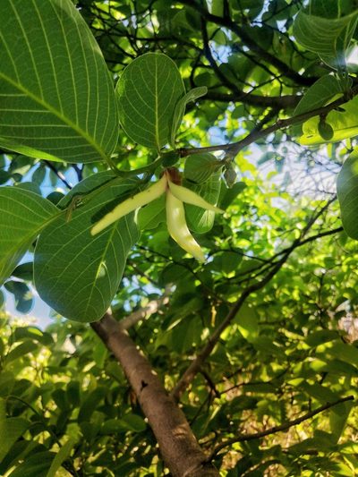 Annona longiflora, photographed by Ana Nuño
