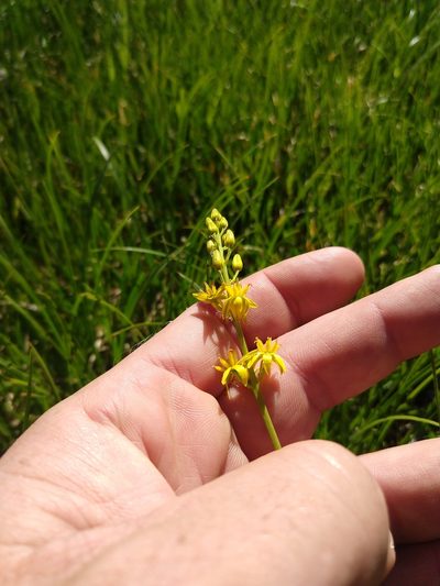 Narthecium californicum, photographed by rockybajada