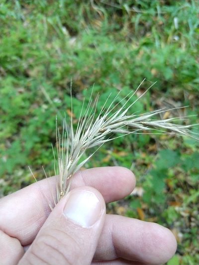 Elymus californicus, photographed by rockybajada