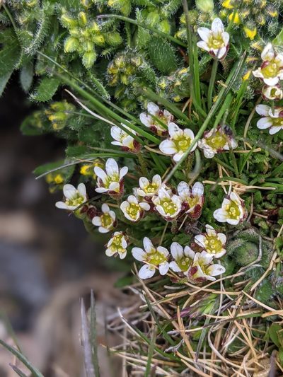 Saxifraga hyperborea, photographed by Rachel Stringham