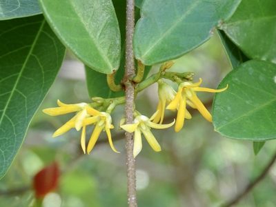 Toxocarpus wightianus, photographed by Toby Y