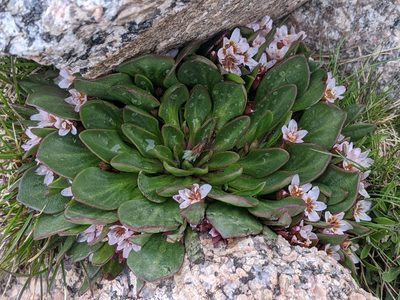 Claytonia megarhiza, photographed by Rachel Stringham
