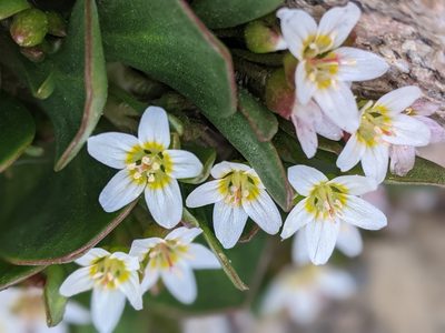 Claytonia megarhiza, photographed by Rachel Stringham