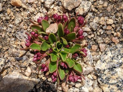 Claytonia megarhiza, photographed by Rachel Stringham