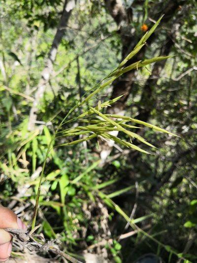 Otatea acuminata, photographed by Ana Nuño
