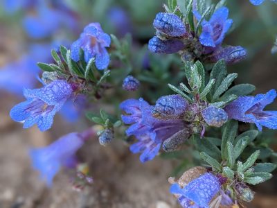 Penstemon caespitosus, photographed by Rachel Stringham