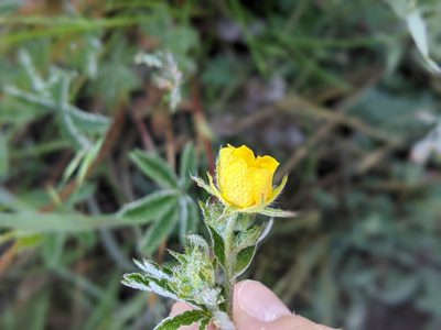 Potentilla pulcherrima, photographed by Rachel Stringham