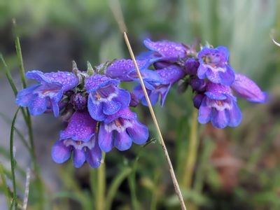 Penstemon hallii, photographed by Rachel Stringham