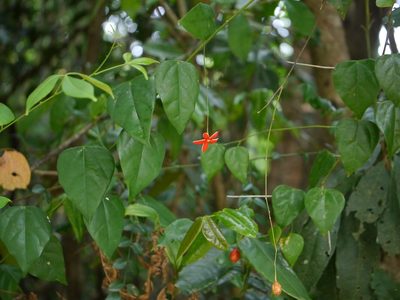 Erythropalum scandens, photographed by Dinesh Valke