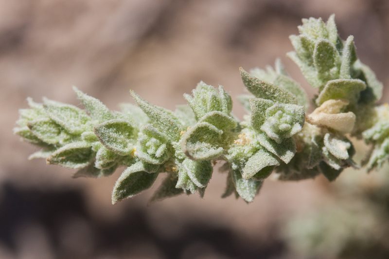 Atriplex fruticulosa, photographed by Ken-ichi Ueda
