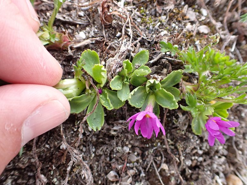 Primula cuneifolia, photographed by Matt Muir