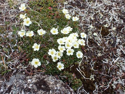 Diapensia obovata, photographed by Matt Muir