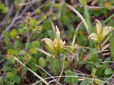 Pedicularis capitata, photographed by Matt Muir