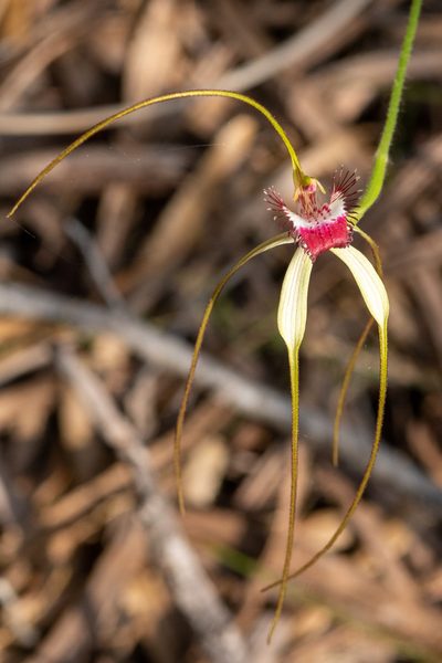 Caladenia excelsa, photographed by Cal Wood