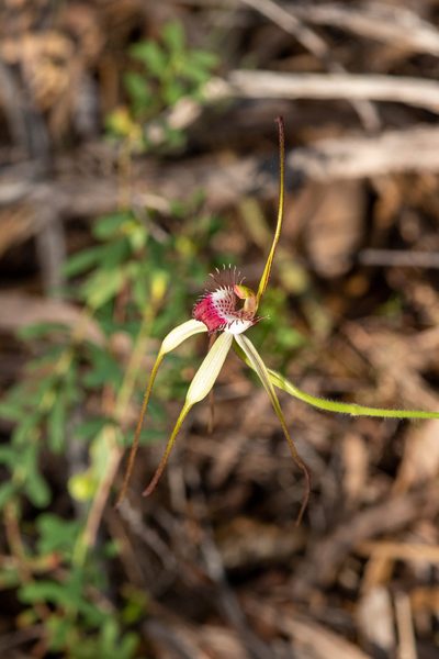 Caladenia excelsa, photographed by Cal Wood