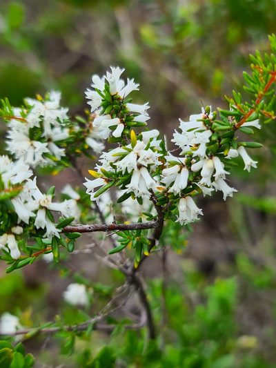 Cryptandra arbutiflora, photographed by Cal Wood