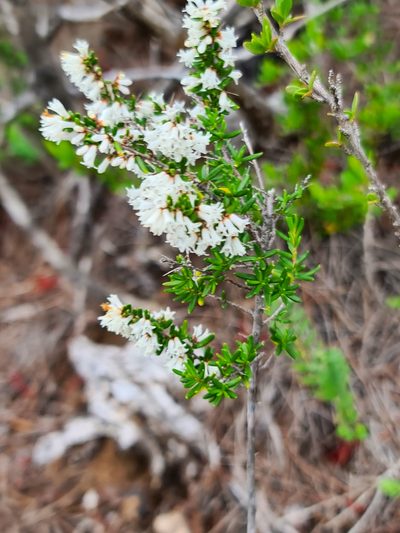 Cryptandra arbutiflora, photographed by Cal Wood
