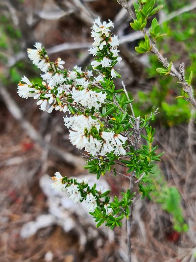 Cryptandra arbutiflora, photographed by Cal Wood