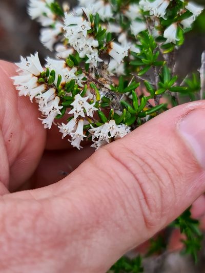 Cryptandra arbutiflora, photographed by Cal Wood