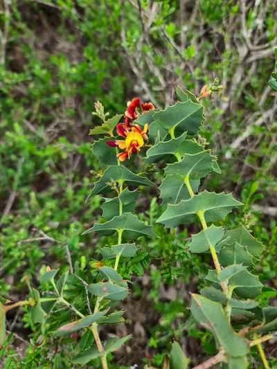 Gastrolobium spinosum, photographed by Cal Wood