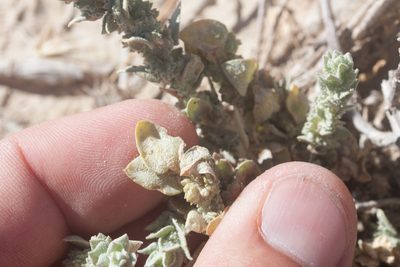 Atriplex fruticulosa, photographed by Ken-ichi Ueda