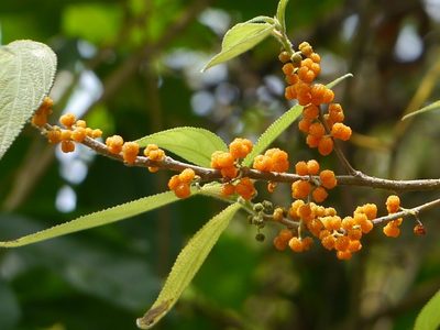 Debregeasia longifolia, photographed by Dinesh Valke