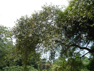 Ficus exasperata, photographed by Dinesh Valke