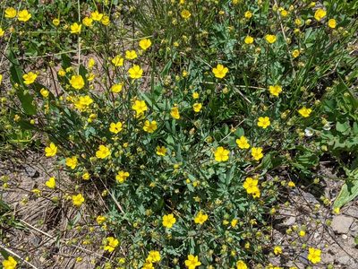 Potentilla glaucophylla, photographed by Rachel Stringham