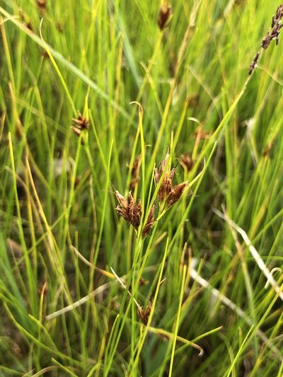 Rhynchospora fusca, photographed by Thomas Ebner