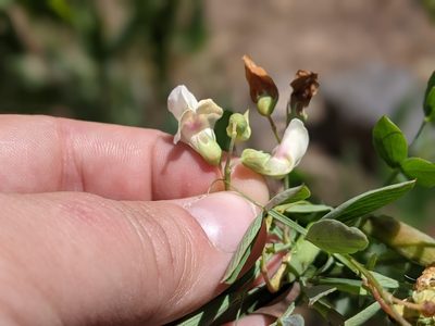 Lathyrus lanszwertii, photographed by Rachel Stringham