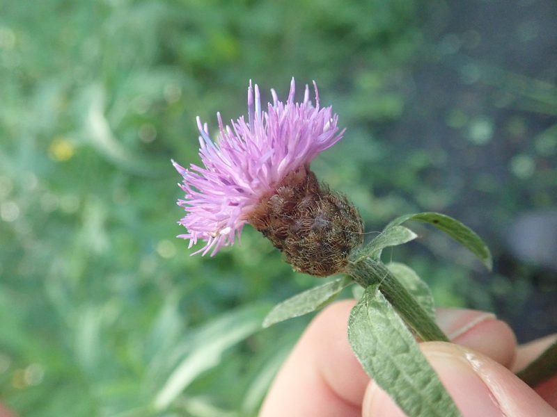 Centaurea decipiens, photographed by Matteo Marcandella