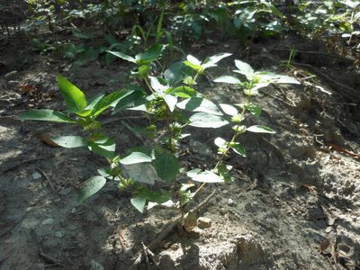 Acalypha virginica, photographed by Sam Kieschnick