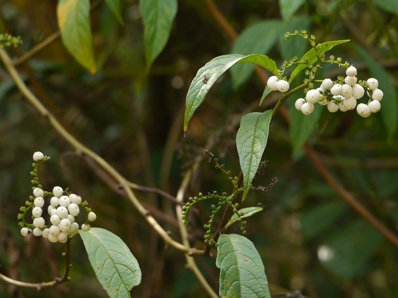 Tournefortia heyneana, photographed by Dinesh Valke
