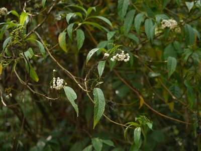 Tournefortia heyneana, photographed by Dinesh Valke