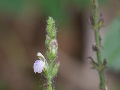 Justicia wynaadensis, photographed by Dinesh Valke