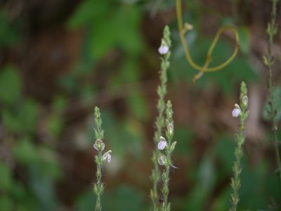 Justicia wynaadensis, photographed by Dinesh Valke